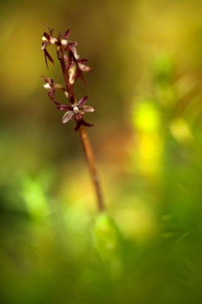 Bradáček srdčitý (Listera cordata), Bradáček srdčitý (Listera cordata) Lesser Twayblade, Autor: Ondřej Prosický | NaturePhoto.cz, Model: Canon EOS 5D Mark II, Objektiv: Canon EF 100mm f/2.8 L Macro IS USM, stativ Gitzo, Clona: 3.5, Doba expozice: 1/30 s, ISO: 200, Kompenzace expozice: -2/3, Blesk: Ne, Vytvořeno: 16. června 2013 5:47:30, Hrubý Jeseník (Česko) 