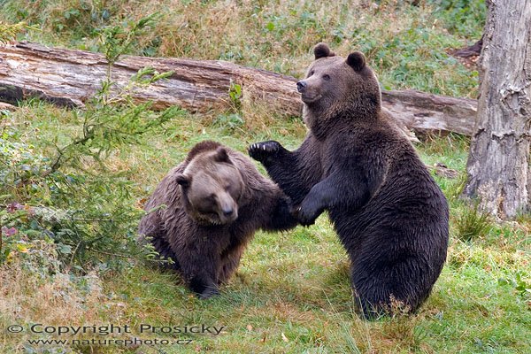 Medvěd hnědý (Ursus arctos), Autor: Ondřej Prosický, Model aparátu: Canon EOS 20D, Objektiv: Canon EF 400mm f/5.6 L USM, Manfrotto 190B + 141RC, Ohnisková vzdálenost: 400.00 mm, Režim měření expozice: Parciální, Clona: 5.60, Doba expozice: 1/100 s, ISO: 800, Vyvážení expozice: 0.33, Blesk: Ne, Vytvořeno: 15. října 2005 10:45:41, Bavorský les (Nationalpark Bayerischer Wald, Německo)