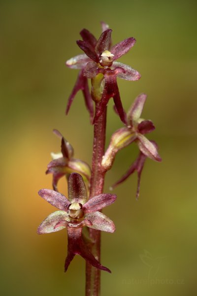 Bradáček srdčitý (Listera cordata), Bradáček srdčitý (Listera cordata) Lesser Twayblade, Autor: Ondřej Prosický | NaturePhoto.cz, Model: Canon EOS 5D Mark II, Objektiv: Canon EF 100mm f/2.8 L Macro IS USM + mezikroužek Kenko 20 mm, stativ Gitzo, Clona: 13, Doba expozice: 6.0 s, ISO: 100, Kompenzace expozice: +1/3, Blesk: Ne, Vytvořeno: 16. června 2013 4:30:20, Hrubý Jeseník (Česko) 