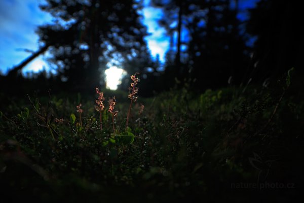 Bradáček srdčitý (Listera cordata), Bradáček srdčitý (Listera cordata) Lesser Twayblade, Autor: Ondřej Prosický | NaturePhoto.cz, Model: Canon EOS 5D Mark II, Objektiv: Samyang 14mm f/2.8 ED AS IF UMC, stativ Gitzo, Clona: 2.8, Doba expozice: 1/800 s, ISO: 100, Kompenzace expozice: 0, Blesk: Ne, Vytvořeno: 16. června 2013 6:05:16, Hrubý Jeseník (Česko) 