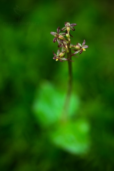 Bradáček srdčitý (Listera cordata), Bradáček srdčitý (Listera cordata) Lesser Twayblade, Autor: Ondřej Prosický | NaturePhoto.cz, Model: Canon EOS 5D Mark II, Objektiv: Canon EF 100mm f/2.8 L Macro IS USM, stativ Gitzo, Clona: 6.3, Doba expozice: 4.0 s, ISO: 200, Kompenzace expozice: 0, Blesk: Ne, Vytvořeno: 9. června 2013 7:13:59, Prachaticko, Šumava (Česko) 