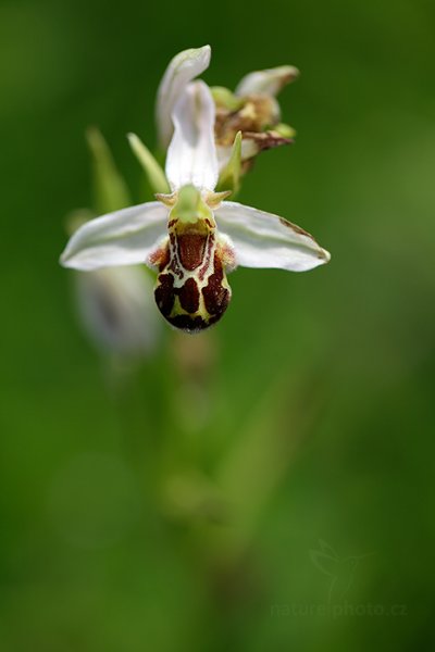 Tořič včelonosný (Ophrys apifera), Tořič včelonosný (Ophrys apifera), Stupava (Slovensko)