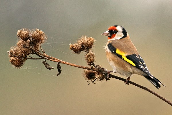 Stehlík obecný (Carduelis carduelis), Stehlík obecný (Carduelis carduelis), Goldfinch, Autor: Ondřej Prosický, model aparátu: Canon EOS 300D DIGITAL, objektiv: Canon EF 400mm f/5,6 L USM, monopod Manfrotto 681B + 234RC, clona: 5.60, doba expozice: 1/250 s, ISO: 100, vyvážení expozice: +1/3, blesk: ne, vytvořeno: 30. října 2004 13:41, Zásmuky (ČR) 
