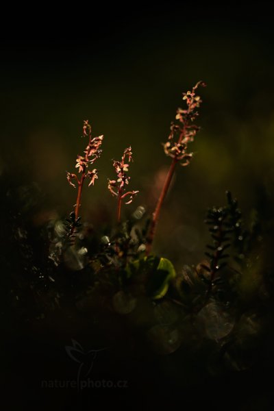 Bradáček srdčitý (Listera cordata), Bradáček srdčitý (Listera cordata) Lesser Twayblade, Autor: Ondřej Prosický | NaturePhoto.cz, Model: Canon EOS 5D Mark II, Objektiv: Canon EF 100mm f/2.8 L Macro IS USM, stativ Gitzo, Clona: 2.8, Doba expozice: 1/640 s, ISO: 100, Kompenzace expozice: -1, Blesk: Ne, Vytvořeno: 16. června 2013 6:15:08, Hrubý Jeseník (Česko) 