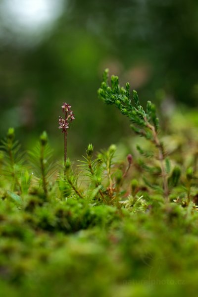 Bradáček srdčitý (Listera cordata), Bradáček srdčitý (Listera cordata) Lesser Twayblade, Autor: Ondřej Prosický | NaturePhoto.cz, Model: Canon EOS 5D Mark II, Objektiv: Canon EF 100mm f/2.8 L Macro IS USM, stativ Gitzo, Clona: 4.0, Doba expozice: 1/40 s, ISO: 640, Kompenzace expozice: 0, Blesk: Ne, Vytvořeno: 15. června 2013 6:00:09, Hrubý Jeseník (Česko)