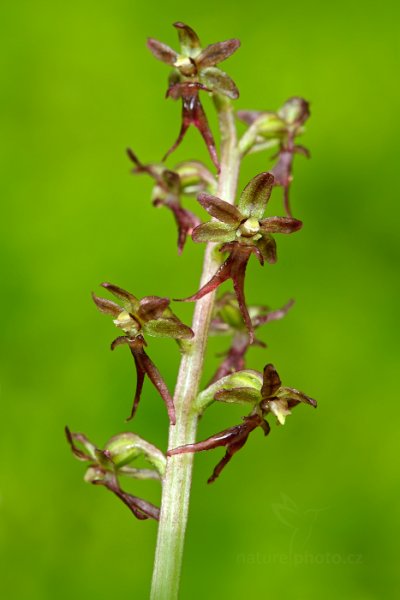 Bradáček srdčitý (Listera cordata), Bradáček srdčitý (Listera cordata) Lesser Twayblade, Autor: Ondřej Prosický | NaturePhoto.cz, Model: Canon EOS 5D Mark II, Objektiv: Canon EF 100mm f/2.8 L Macro IS USM, stativ Gitzo, Clona: 13, Doba expozice: 5.0 s, ISO: 400, Kompenzace expozice: 0, Blesk: Ne, Vytvořeno: 9. června 2013 7:55:39, Prachaticko, Šumava (Česko)