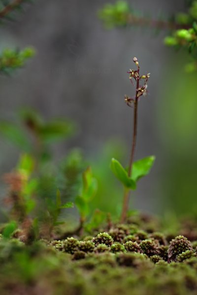 Bradáček srdčitý (Listera cordata), Bradáček srdčitý (Listera cordata) Lesser Twayblade, Autor: Ondřej Prosický | NaturePhoto.cz, Model: Canon EOS 5D Mark II, Objektiv: Canon EF 100mm f/2.8 L Macro IS USM, stativ Gitzo, Clona: 4.0, Doba expozice: 1/5 s, ISO: 100, Kompenzace expozice: -1/3, Blesk: Ne, Vytvořeno: 15. června 2013 6:39:23, Hrubý Jeseník (Česko)