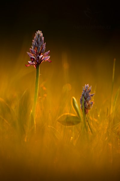 Vstavač vojenský (Orchis militaris), Vstavač vojenský (Orchis militaris) Military Orchid, Autor: Ondřej Prosický | NaturePhoto.cz, Model: Canon EOS 5D Mark II, Objektiv: Canon EF 100mm f/2.8 L Macro IS USM, stativ Gitzo, Clona: 4.5, Doba expozice: 1/100 s, ISO: 100, Kompenzace expozice: -1, Blesk: Ne, Vytvořeno: 9. května 2013 19:45:09, na louce (Česko) 