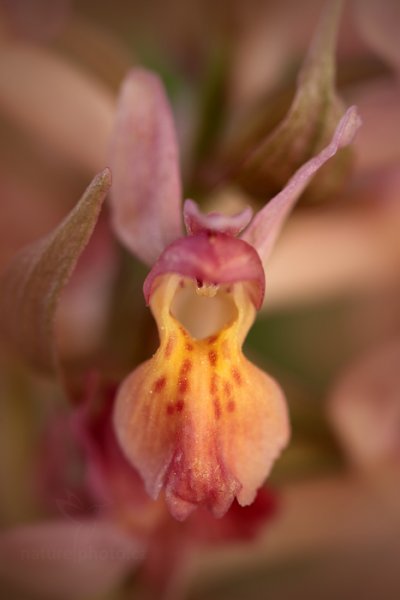 Prstnatec bezový (Dactylorhiza sambucina), Prstnatec bezový (Dactylorhiza sambucina) Elder-flowered Orchid, Autor: Ondřej Prosický | NaturePhoto.cz, Model: Canon EOS 5D Mark II, Objektiv: Canon EF 100mm f/2.8 L Macro IS USM + mezikroužek Kenko 20mm, stativ Gitzo, Clona: 5.0, Doba expozice: 1/13 s, ISO: 100, Kompenzace expozice: +1/3, Blesk: Ne, Vytvořeno: 10. května 2013 16:45:10, Bílé Karpaty (Slovensko) 