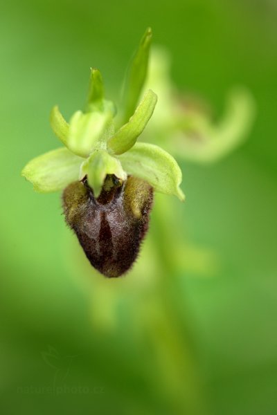 Tořič pavoukonosný (Ophrys sphegodes), Tořič pavoukonosný (Ophrys sphegodes) Early Spider Orchid, Autor: Ondřej Prosický | NaturePhoto.cz, Model: Canon EOS 5D Mark II, Objektiv: Canon EF 100mm f/2.8 L Macro IS USM, stativ Gitzo, Clona: 4.5, Doba expozice: 1/50 s, ISO: 800, Kompenzace expozice: -1/3, Blesk: Ne, Vytvořeno: 11. května 2013 10:58:44, Devínská kobyla (Slovensko) 