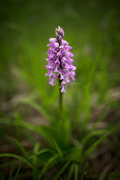 Vstavač mužský (Orchis mascula), Vstavač vojenský (Orchis militaris) Military Orchid, Autor: Ondřej Prosický | NaturePhoto.cz, Model: Canon EOS 5D Mark II, Objektiv: Canon EF 24mm f/1.4 L USM II, stativ Gitzo, Clona: 1.4, Doba expozice: 1/640 s, ISO: 200, Kompenzace expozice: -1/3, Blesk: Ne, Vytvořeno: 11. května 2013 13:02:29, Stupava (Slovensko) 