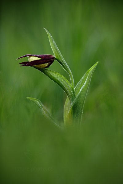 Střevíčník pantoflíček (Cypripedium calceolus), Střevíčník pantoflíček (Cypripedium calceolus) Lady&#039;s Slipper Orchid, Autor: Ondřej Prosický | NaturePhoto.cz, Model: Canon EOS 5D Mark II, Objektiv: Canon EF 400mm f/2.8 L IS USM II, stativ Gitzo, Clona: 3.5, Doba expozice: 1/80 s, ISO: 200, Kompenzace expozice: -1/3, Blesk: Ne, Vytvořeno: 12. května 2013 8:41:56, na louce (Česko) 