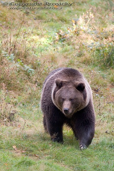 Medvěd hnědý (Ursus arctos), Autor: Ondřej Prosický, Model aparátu: Canon EOS 20D, Objektiv: Canon EF 400mm f/5.6 L USM, Manfrotto 190B + 141RC, Ohnisková vzdálenost: 400.00 mm, Režim měření expozice: Parciální, Clona: 5.60, Doba expozice: 1/160 s, ISO: 800, Vyvážení expozice: 0.33, Blesk: Ne, Vytvořeno: 15. října 2005 10:51:02, Bavorský les (Nationalpark Bayerischer Wald, Německo)