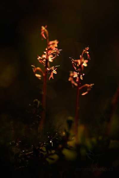 Bradáček srdčitý (Listera cordata), Bradáček srdčitý (Listera cordata) Lesser Twayblade, Autor: Ondřej Prosický | NaturePhoto.cz, Model: Canon EOS 5D Mark II, Objektiv: Canon EF 100mm f/2.8 L Macro IS USM, stativ Gitzo, Clona: 2.8, Doba expozice: 1/250 s, ISO: 100, Kompenzace expozice: -2/3, Blesk: Ne, Vytvořeno: 16. června 2013 6:13:33, Hrubý Jeseník (Česko) 