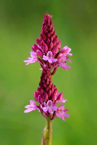 Rudohlávek jehlancovitý (Anacamptis pyramidalis), Rudohlávek jehlancovitý (Anacamptis pyramidalis) Pyramidal Orchid, Karlštejnsko, Český Kras (Česko)