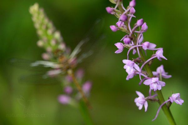 Pětiprstka žežulník (Gymnadenia conopsea), Pětiprstka žežulník (Gymnadenia conopsea) Common Fragrant Orchid, Autor: Ondřej Prosický | NaturePhoto.cz, Model: Canon EOS 5D Mark II, Objektiv: Canon EF 100mm f/2.8 L Macro IS USM, stativ Gitzo, Clona: 4.0, Doba expozice: 1/250 s, ISO: 400, Kompenzace expozice: 0, Blesk: Ne, Vytvořeno: 23. června 2013 6:57:04, Bílé Karpaty (Česko)