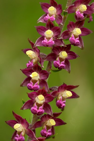 Kruštík tmavočervený (Epipactis atrorubens), Kruštík tmavočervený (Epipactis atrorubens) Dark-red Helleborine, Louny (Česko)