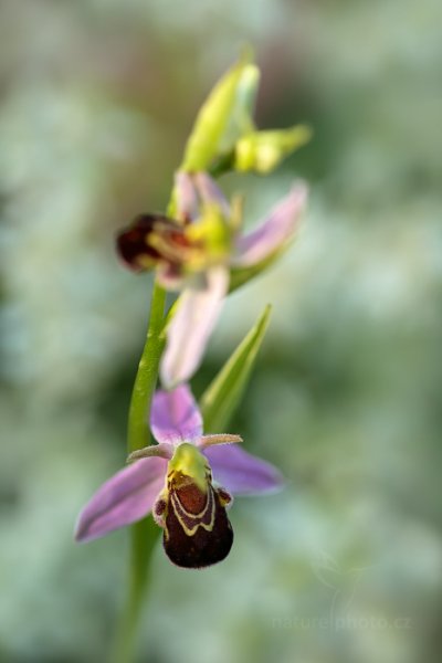 Tořič včelonosný (Ophrys apifera), Tořič včelonosný (Ophrys apifera) Bee Orchid, Autor: Ondřej Prosický | NaturePhoto.cz, Model: Canon EOS 5D Mark II, Objektiv: Canon EF 100mm f/2.8 L Macro IS USM, stativ Gitzo, Clona: 3.2, Doba expozice: 1/160 s, ISO: 200, Kompenzace expozice: -1/3, Blesk: Ne, Vytvořeno: 22. června 2013 6:04:44, Bílé Karpaty (Česko)