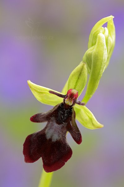 Tořič hmyzonosný (Ophrys insectifera), Tořič hmyzonosný (Ophrys insectifera), Úštěk (Česko)
