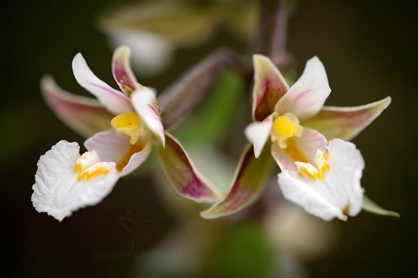 Kruštík bahenní (Epipactis palustris), Kruštík bahenní (Epipactis palustris) Marsh Helleborine, Autor: Ondřej Prosický | NaturePhoto.cz, Model: Canon EOS 5D Mark II, Objektiv: Canon EF 100mm f/2.8 L Macro IS USM, stativ Gitzo, Clona: 3.5, Doba expozice: 1/400 s, ISO: 400, Kompenzace expozice: +1/3, Blesk: Ne, Vytvořeno: 23. června 2013 8:09:41, Bílé Karpaty (Česko)