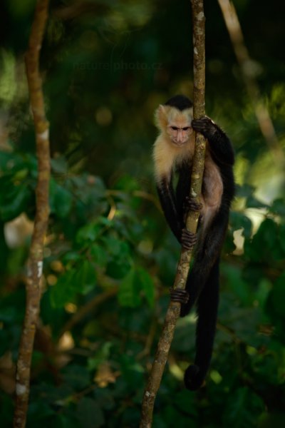 Malpa kapucínská (Cebus capucinus), Malpa kapucínská (Cebus capucinus) White-headed Capuchin, Autor: Ondřej Prosický | NaturePhoto.cz, Model: Canon EOS-1D X, Objektiv: Canon EF 400mm f/2.8 L IS USM II, fotografováno z ruky, Clona: 4.0, Doba expozice: 1/500 s, ISO: 1000, Kompenzace expozice: -2/3, Blesk: Ne, Vytvořeno: 17. února 2013 9:17:14, Parque Nacional Manuel Antonio (Kostarika)