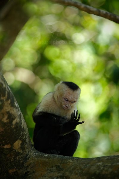 Malpa kapucínská (Cebus capucinus), Malpa kapucínská (Cebus capucinus) White-headed Capuchin, Autor: Ondřej Prosický | NaturePhoto.cz, Model: Canon EOS-1D X, Objektiv: Canon EF 400mm f/2.8 L IS USM II, fotografováno z ruky, Clona: 3.5, Doba expozice: 1/400 s, ISO: 640, Kompenzace expozice: 0, Blesk: Ne, Vytvořeno: 17. února 2013 11:43:52, Parque Nacional Manuel Antonio (Kostarika)