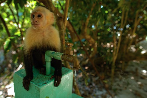 Malpa kapucínská (Cebus capucinus), Malpa kapucínská (Cebus capucinus) White-headed Capuchin, Autor: Ondřej Prosický | NaturePhoto.cz, Model: Canon EOS-1D X, Objektiv: Canon EF 24mm f/1.4 L USM II, fotografováno z ruky, Clona: 3.5, Doba expozice: 1/100 s, ISO: 2000, Kompenzace expozice: -2/3, Blesk: Ne, Vytvořeno: 17. února 2013 11:36:29, Parque Nacional Manuel Antonio (Kostarika)