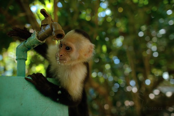 Malpa kapucínská (Cebus capucinus), Malpa kapucínská (Cebus capucinus) White-headed Capuchin, Autor: Ondřej Prosický | NaturePhoto.cz, Model: Canon EOS-1D X, Objektiv: Canon EF 24mm f/1.4 L USM II, fotografováno z ruky, Clona: 2.0, Doba expozice: 1/500 s, ISO: 1600, Kompenzace expozice: -1 1/3, Blesk: Ne, Vytvořeno: 17. února 2013 11:37:13, Parque Nacional Manuel Antonio (Kostarika)