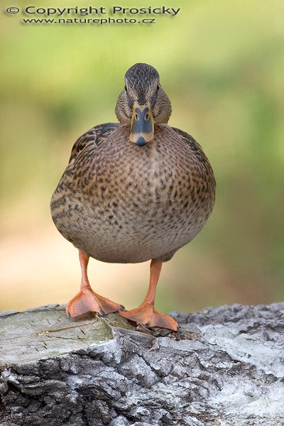 Kachna divoká (Anas platyrhynchos), Autor: Ondřej Prosický, Model aparátu: Canon EOS 20D, Objektiv: Canon EF 400mm f/5.6 L USM, stativ Manfrotto 190B + 141RC, Ohnisková vzdálenost: 400.00 mm, Režim měření expozice: Vzorek, Clona: 5.60, Doba expozice: 1/250 s, ISO: 400, Vyvážení expozice: 0.33, Blesk: Ano, Vytvořeno: 7. října 2005 15:14:32, Praha - Troja (ČR)