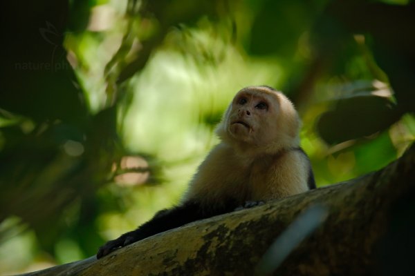 Malpa kapucínská (Cebus capucinus), Malpa kapucínská (Cebus capucinus) White-headed Capuchin, Autor: Ondřej Prosický | NaturePhoto.cz, Model: Canon EOS-1D X, Objektiv: Canon EF 400mm f/2.8 L IS USM II, fotografováno z ruky, Clona: 4.0, Doba expozice: 1/2500 s, ISO: 1600, Kompenzace expozice: -2/3, Blesk: Ne, Vytvořeno: 17. února 2013 11:40:41, Parque Nacional Manuel Antonio (Kostarika)