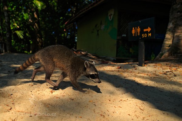 Mýval severní (Procyon lotor), Mýval severní (Procyon lotor) Northen Raccoon, Autor: Ondřej Prosický | NaturePhoto.cz, Model: Canon EOS-1D X, Objektiv: Canon EF 24mm f/1.4 L USM II, fotografováno z ruky, Clona: 3.2, Doba expozice: 1/4000 s, ISO: 1600, Kompenzace expozice: -2/3, Blesk: Ne, Vytvořeno: 17. února 2013 9:29:23, Parque Nacional Manuel Antonio (Kostarika)