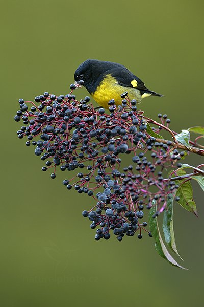 Čížek černožlutý (Carduelis xanthogastra), Čížek černožlutý (Carduelis xanthogastra) Yellow-bellied Siskin, Autor: Ondřej Prosický | NaturePhoto.cz, Model: Canon EOS-1D X, Objektiv: EF400mm f/2.8L IS II USM +2x III, stativ Gitzo, Clona: 6.3, Doba expozice: 1/100 s, ISO: 1600, Kompenzace expozice: -1, Blesk: Ne, Vytvořeno: 12. prosince 2012 6:34:14, Savegre, Cordillera de Talamanca (Kostarika)