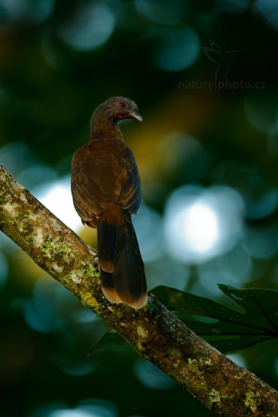 Čačalaka šedohlavá (Ortalis cinereiceps), Čačalaka šedohlavá (Ortalis cinereiceps) Gray-headed Chachalaca, Autor: Ondřej Prosický | NaturePhoto.cz, Model: Canon EOS-1D X, Objektiv: EF400mm f/2.8L IS II USM +2x III, stativ Gitzo, Clona: 5.6, Doba expozice: 1/40 s, ISO: 400, Kompenzace expozice: -2/3, Blesk: Ne, Vytvořeno: 11. prosince 2012 6:42:48, Turrialba, Cordillera de Talamanca (Kostarika)