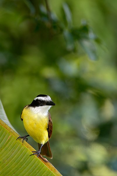 Tyran bentevi (Pitangus sulphuratus), Tyran bentevi (Pitangus sulphuratus) Great Kiskadee, Autor: Ondřej Prosický | NaturePhoto.cz, Model: Canon EOS-1D X, Objektiv: EF400mm f/2.8L IS II USM +2x III, stativ Gitzo, Clona: 6.3, Doba expozice: 1/400 s, ISO: 1600, Kompenzace expozice: -1, Blesk: Ano, Vytvořeno: 18. prosince 2012 9:43:21, RNVS Caño Negro (Kostarika)