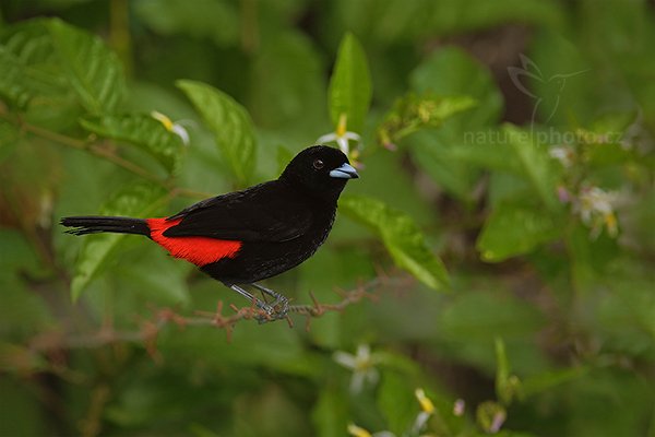 Tangara zpěvná (Ramphocelus passerinii), Tangara zpěvná (Ramphocelus passerinii) Scarlet-rumped Tanager, Autor: Ondřej Prosický | NaturePhoto.cz, Model: Canon EOS 6D, Objektiv: EF400mm f/2.8L IS II USM +2x III, stativ Gitzo, Clona: 8.0, Doba expozice: 1/400 s, ISO: 800, Kompenzace expozice: -2/3, Blesk: Ano, Vytvořeno: 18. prosince 2012 9:50:47, Zeměpisná délka: 84° 47&#039; 13" Z, Zeměpisná šířka: 10° 53&#039; 40" S, Nadmořská výška: 80.00 metrů, RNVS Caño Negro (Kostarika)