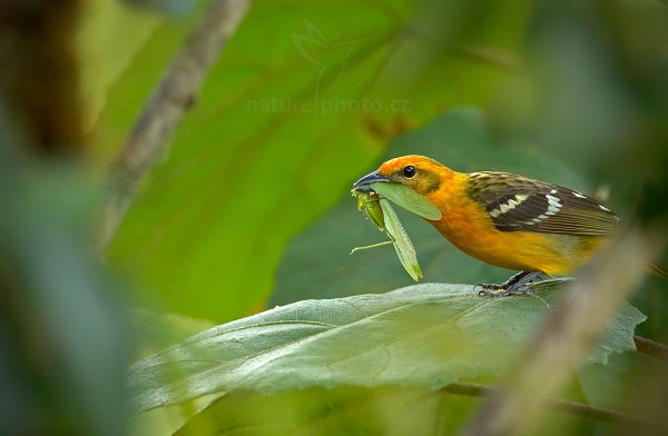 Tangara červenohnědá (Piranga bidentata), Tangara červenohnědá (Piranga bidentata) Flame-colored Tanager, Autor: Ondřej Prosický | NaturePhoto.cz, Model: Canon EOS-1D X, Objektiv: EF400mm f/2.8L IS II USM +2x III, stativ Gitzo, Clona: 6.3, Doba expozice: 1/160 s, ISO: 1000, Kompenzace expozice: -2/3, Blesk: Ne, Vytvořeno: 10. února 2013 14:01:58, Savegre, Cordillera de Talamanca (Kostarika)