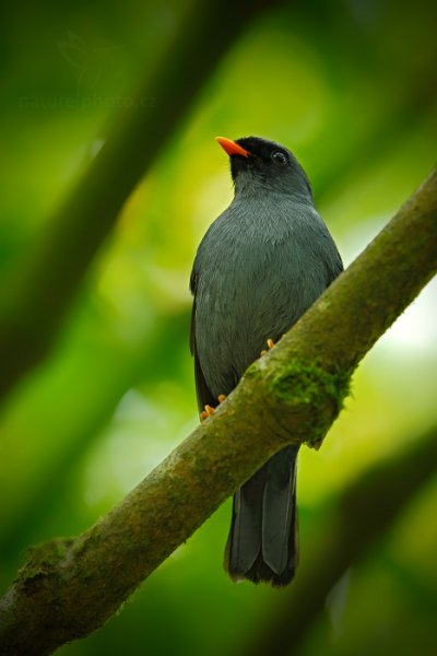 Lesňák černolící (Myadestes melanops), Lesňák černolící (Myadestes melanops) Black-faced Solitaire, Autor: Ondřej Prosický | NaturePhoto.cz, Model: Canon EOS-1D X, Objektiv: EF400mm f/2.8L IS II USM, stativ Gitzo, Clona: 6.3, Doba expozice: 1/10 s, ISO: 320, Kompenzace expozice: -2/3, Blesk: Ne, Vytvořeno: 8. února 2013 14:55:42, La Paz, Cordillera de Talamanca (Kostarika)