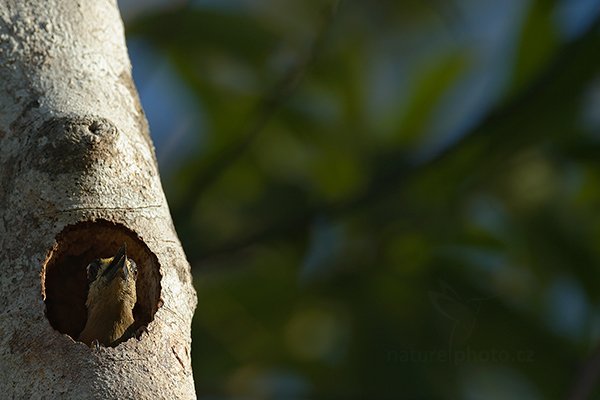 Datel Hoffmannův (Melanerpes hoffmannii), Datel Hoffmannův (Melanerpes hoffmannii) Hoffmann´s Woodpecker, Autor: Ondřej Prosický | NaturePhoto.cz, Model: Canon EOS-1D X, Objektiv: EF400mm f/2.8L IS II USM +2x III, stativ Gitzo, Clona: 6.3, Doba expozice: 1/500 s, ISO: 250, Kompenzace expozice: -1, Blesk: Ano, Vytvořeno: 19. prosince 2012 15:57:17, RNVS Caño Negro (Kostarika)