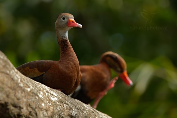 Husička podzimní (Dendrocygna autumnalis) , Husička podzimní (Dendrocygna autumnalis) Black-bellied Whistling-Duck, Autor: Ondřej Prosický | NaturePhoto.cz, Model: Canon EOS-1D X, Objektiv: EF400mm f/2.8L IS II USM, stativ Gitzo, Clona: 6.3, Doba expozice: 1/200 s, ISO: 320, Kompenzace expozice: -2/3, Blesk: Ne, Vytvořeno: 8. února 2013 14:49:34, La Paz, Cordillera de Talamanca (Kostarika)