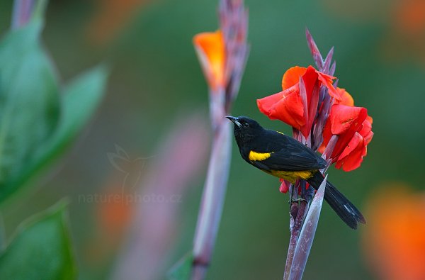 Trupiál karibský (Icterus dominicensis), Trupiál karibský (Icterus dominicensis) Black-cowled Oriole, Autor: Ondřej Prosický | NaturePhoto.cz, Model: Canon EOS-1D X, Objektiv: EF400mm f/2.8L IS II USM +2x III, stativ Gitzo, Clona: 6.3, Doba expozice: 1/200 s, ISO: 1600, Kompenzace expozice: -1, Blesk: Ne, Vytvořeno: 9. února 2013 8:14:09, La Paz, Cordillera de Talamanca (Kostarika)