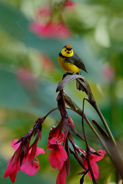 Lesňáček obojkový (Myioborus torquatus), Lesňáček obojkový (Myioborus torquatus) Collared Redstart, Autor: Ondřej Prosický | NaturePhoto.cz, Model: Canon EOS-1D X, Objektiv: Canon EF 400mm f/2.8 L IS II USM, stativ Gitzo, Clona: 7.1, Doba expozice: 1/125 s, ISO: 1600, Kompenzace expozice: 0, Blesk: Ne, Vytvořeno: 10. února 2013 10:07:01, Savegre, Cordillera de Talamanca (Kostarika)