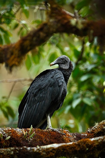 Kondor havranovitý (Coragyps atratus), Kondor havranovitý (Coragyps atratus) Black Vulture, Autor: Ondřej Prosický | NaturePhoto.cz, Model: Canon EOS-1D X, Objektiv: EF400mm f/2.8L IS II USM +2x III, stativ Gitzo, Clona: 5.6, Doba expozice: 1/250 s, ISO: 1000, Kompenzace expozice: -1, Blesk: Ne, Vytvořeno: 10. února 2013 14:23:05, Savegre, Cordillera de Talamanca (Kostarika)