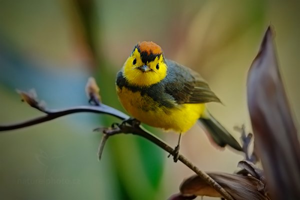 Lesňáček obojkový (Myioborus torquatus), Lesňáček obojkový (Myioborus torquatus) Collared Redstart, Autor: Ondřej Prosický | NaturePhoto.cz, Model: Canon EOS-1D X, Objektiv: Canon EF 400mm f/2.8 L IS II USM, stativ Gitzo, Clona: 5.0, Doba expozice: 1/200 s, ISO: 1600, Kompenzace expozice: 0, Blesk: Ne, Vytvořeno: 10. února 2013 10:08:26, Savegre, Cordillera de Talamanca (Kostarika)