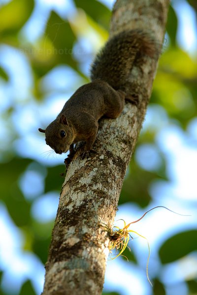 Veverka proměnlivá (Sciurus variegatoides), Veverka proměnlivá (Sciurus variegatoides) Variegated Squirrel, Autor: Ondřej Prosický | NaturePhoto.cz, Model: Canon EOS-1D X, Objektiv: EF400mm f/2.8L IS II USM +1.4x, stativ Gitzo, Clona: 5.6, Doba expozice: 1/400 s, ISO: 800, Kompenzace expozice: +1/3, Blesk: Ne, Vytvořeno: 19. února 2013 14:41:30, RNVS Cano Negro (Kostarika)