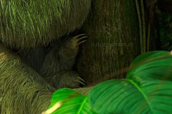 Lenochod tříprstý (Bradypus tridactylus), Lenochod tříprstý (Bradypus tridactylus) Pale-throated Sloth, Autor: Ondřej Prosický | NaturePhoto.cz, Model: Canon EOS-1D X, Objektiv: EF400mm f/2.8L IS II USM +2x III, stativ Gitzo, Clona: 10, Doba expozice: 1/50 s, ISO: 1250, Kompenzace expozice: 0, Blesk: Ano, Vytvořeno: 16. února 2013 11:54:28, Hacienda Baru (Kostarika)