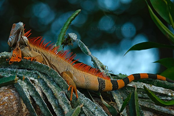 Leguán zelený (Iguana iguana), Leguán zelený (Iguana iguana) Green Gguana, Autor: Ondřej Prosický | NaturePhoto.cz, Model: Canon EOS-1D X, Objektiv: EF400mm f/2.8L IS II USM +2x III, stativ Gitzo, Clona: 6.3, Doba expozice: 1/1000 s, ISO: 800, Kompenzace expozice: -1 2/3, Blesk: Ano, Vytvořeno: 18. prosince 2012 14:58:05, RNVS Caño Negro (Kostarika)