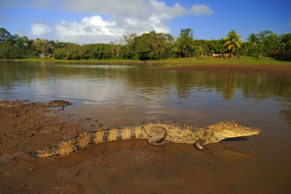 Kajman brýlový (Caiman crocodilus), Kajman brýlový (Caiman crocodilus) Spectacled Caiman, Autor: Ondřej Prosický | NaturePhoto.cz, Model: Canon EOS-1D X, Objektiv: EF24mm f/1.4L II USM, stativ Gitzo, Clona: 3.5, Doba expozice: 1/400 s, ISO: 100, Kompenzace expozice: -1/3, Blesk: Ne, Vytvořeno: 19. února 2013 8:40:50, RNVS Cano Negro (Kostarika)