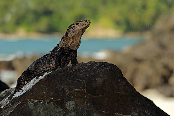 Leguán černý (Ctenosaura similis), Leguán černý (Ctenosaura similis) Black Iguana, Autor: Ondřej Prosický | NaturePhoto.cz, Model: Canon EOS 6D, Objektiv: EF100mm f/2.8L Macro IS USM, stativ Gitzo, Clona: 4.5, Doba expozice: 1/250 s, ISO: 200, Kompenzace expozice: -1, Blesk: Ano, Vytvořeno: 16. prosince 2012 8:38:33, Parque Nacional Manuel Antonio (Kostarika) 