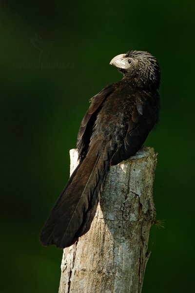 Kukačka rýhozobá (Crotophaga sulcirostris), Kukačka rýhozobá (Crotophaga sulcirostris) Groove-billed Ani, Autor: Ondřej Prosický | NaturePhoto.cz, Model: Canon EOS-1D X, Objektiv: EF400mm f/2.8L IS II USM +2x III, stativ Gitzo, Clona: 10, Doba expozice: 1/200 s, ISO: 800, Kompenzace expozice: -2 1/3, Blesk: Ano, Vytvořeno: 19. prosince 2012 16:08:55, RNVS Cano Negro (Kostarika)