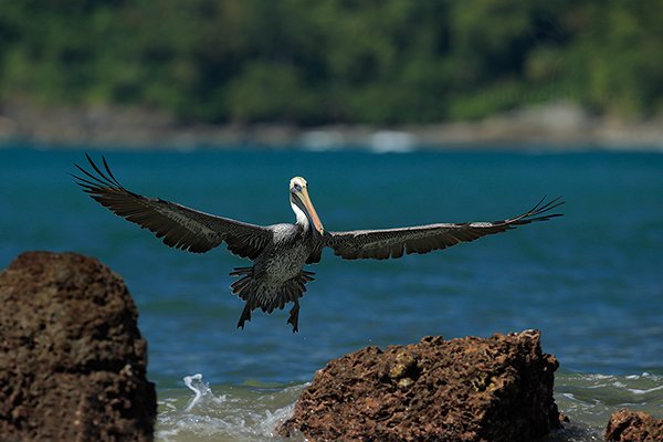 Pelikán hnědý (Pelecanus occidentalis), Pelikán hnědý (Pelecanus occidentalis) Brown Pelican, Autor: Ondřej Prosický | NaturePhoto.cz, Model: Canon EOS-1D X, Objektiv: EF400mm f/2.8L IS II USM, stativ Gitzo, Clona: 5.0, Doba expozice: 1/800 s, ISO: 400, Kompenzace expozice: 0, Blesk: Ano, Vytvořeno: 16. prosince 2012 11:09:13, Parque Nacional Manuel Antonio (Kostarika)